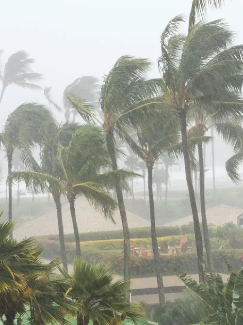 Amplimesh cyclone image